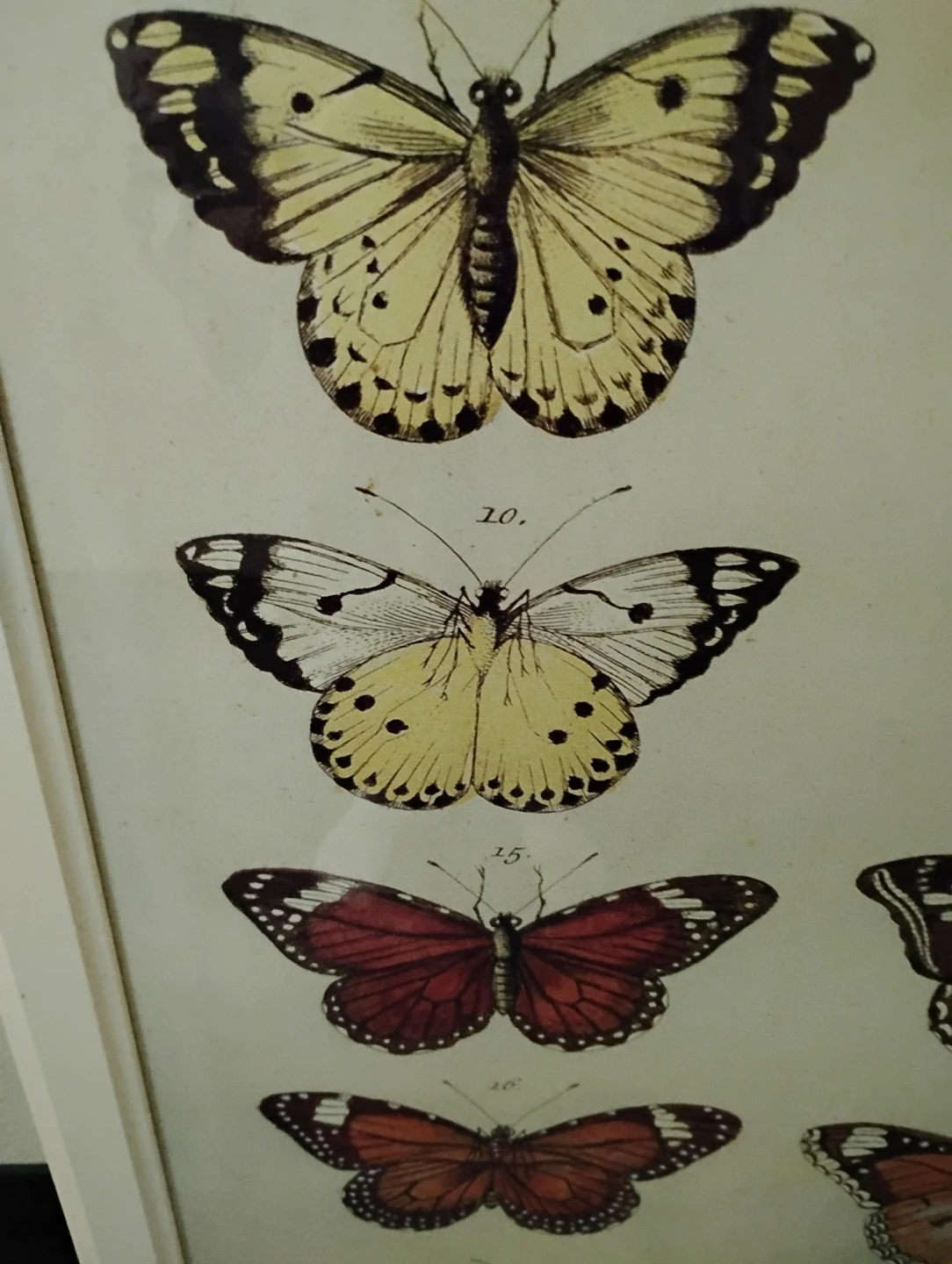 Butterfly 🦋 Picture - photo 2