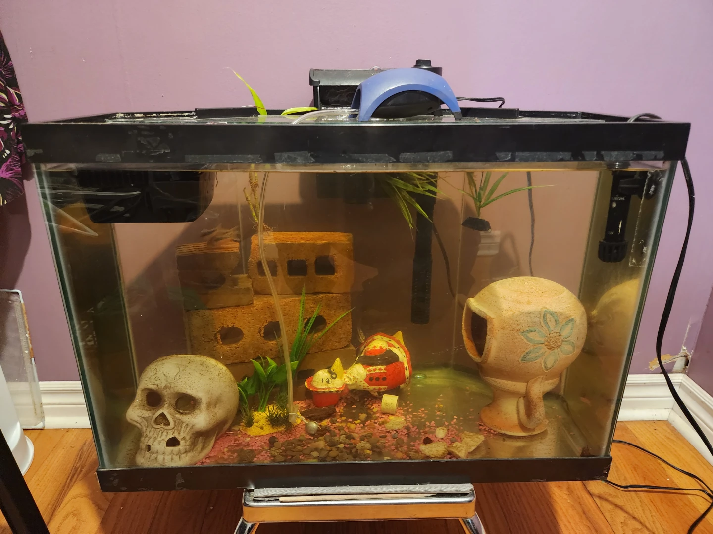 FREE FISH AND FREE FISH TANKS - photo 5