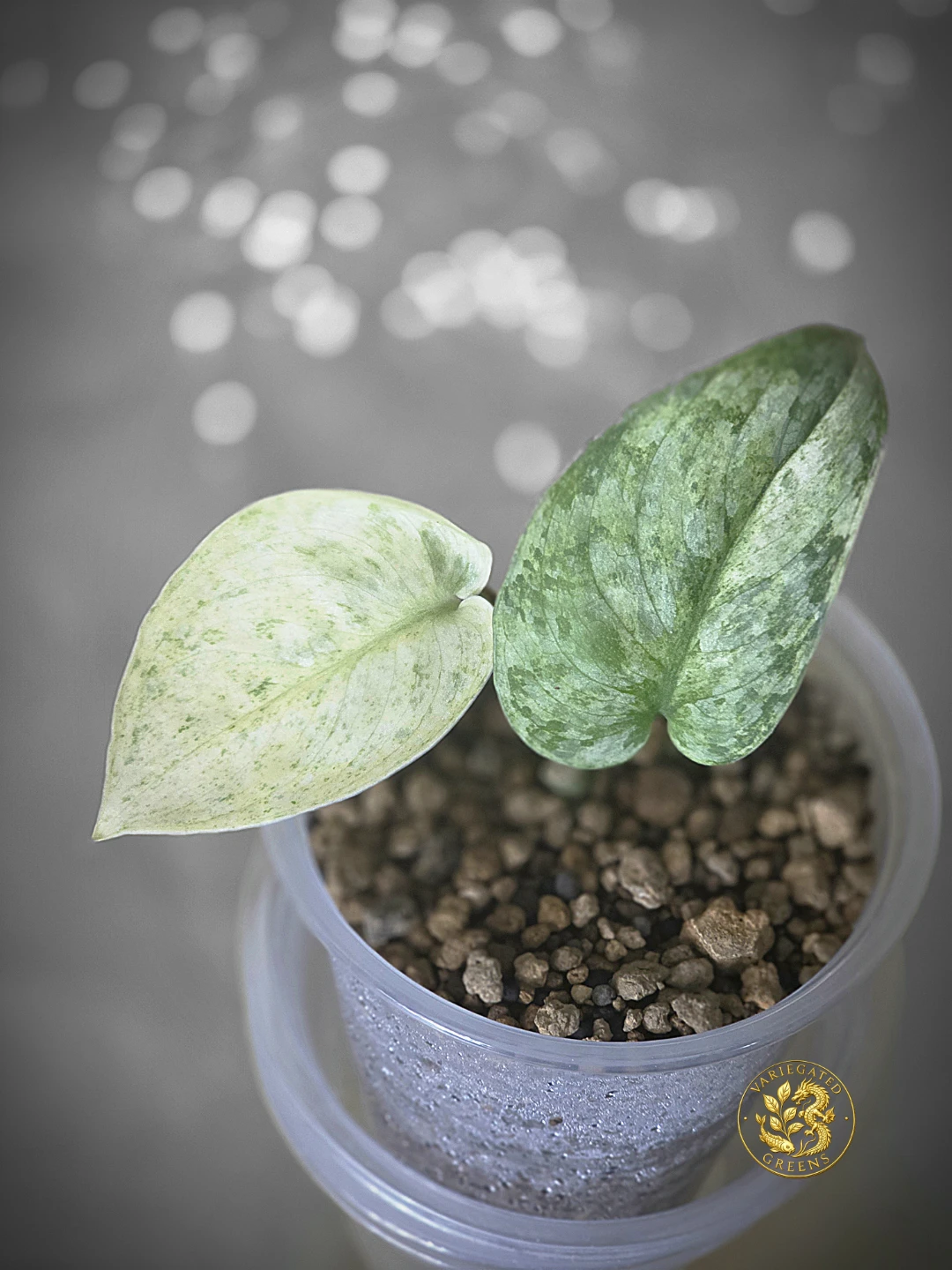 Scindapsus pictus Halimoon "Unfolding Silver" - photo 3