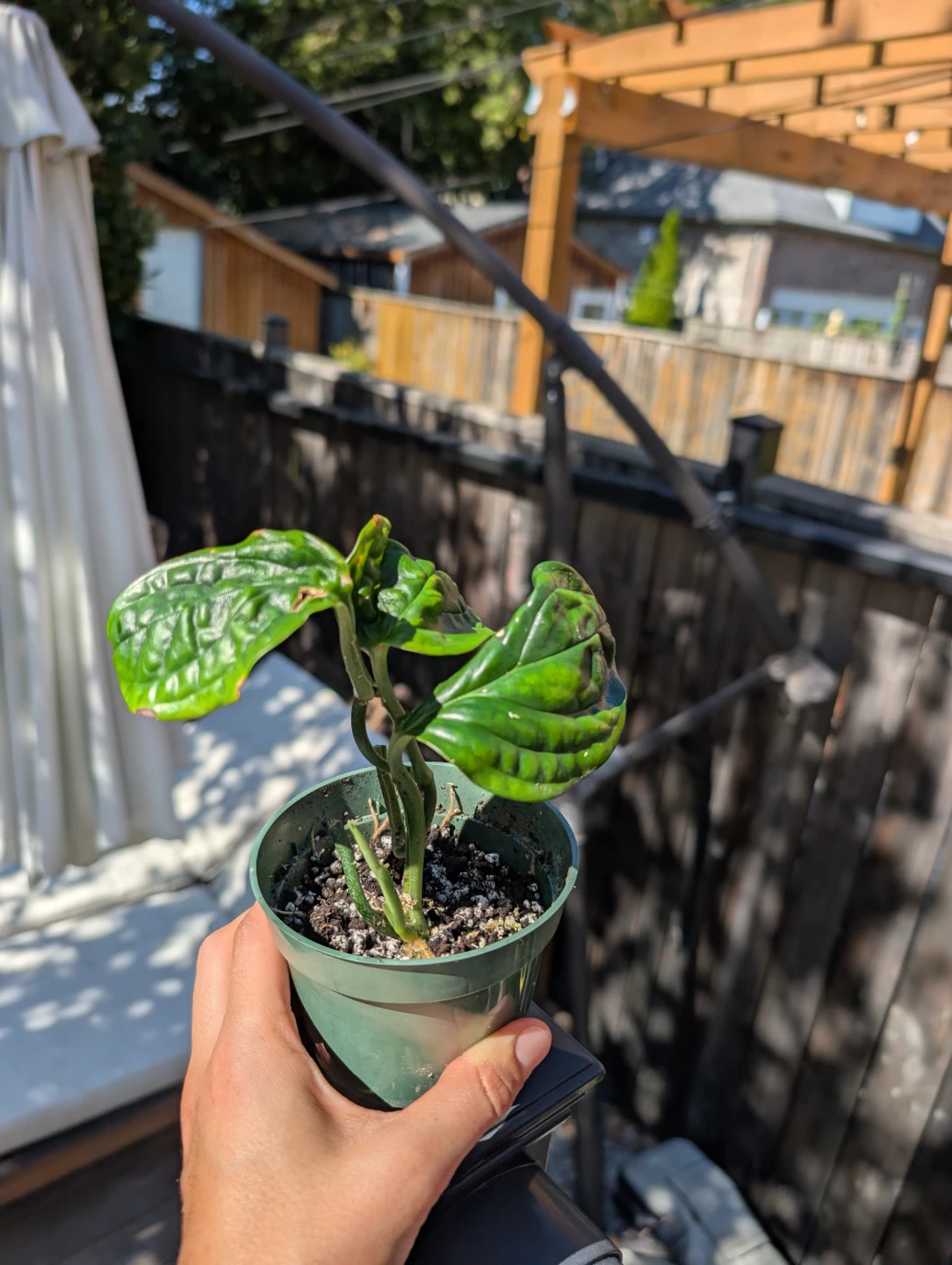 Monstera Peru Plant in pot (semi rare plant) - photo 4