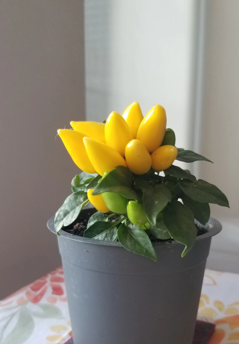ORNAMENTAL  Pepper Plant- Salsa Yellow Annual Plant