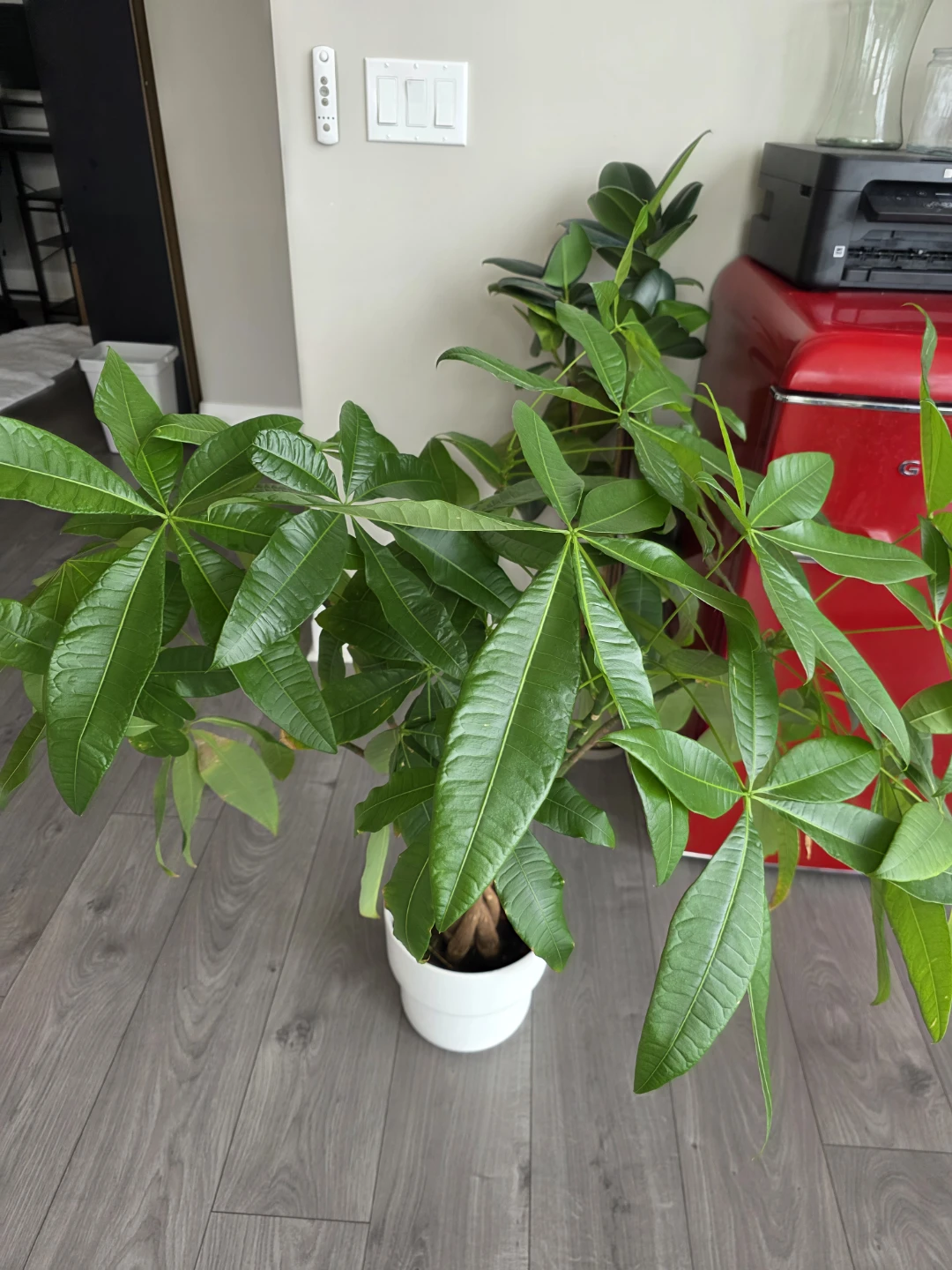 Pachira Aquatica Money Tree