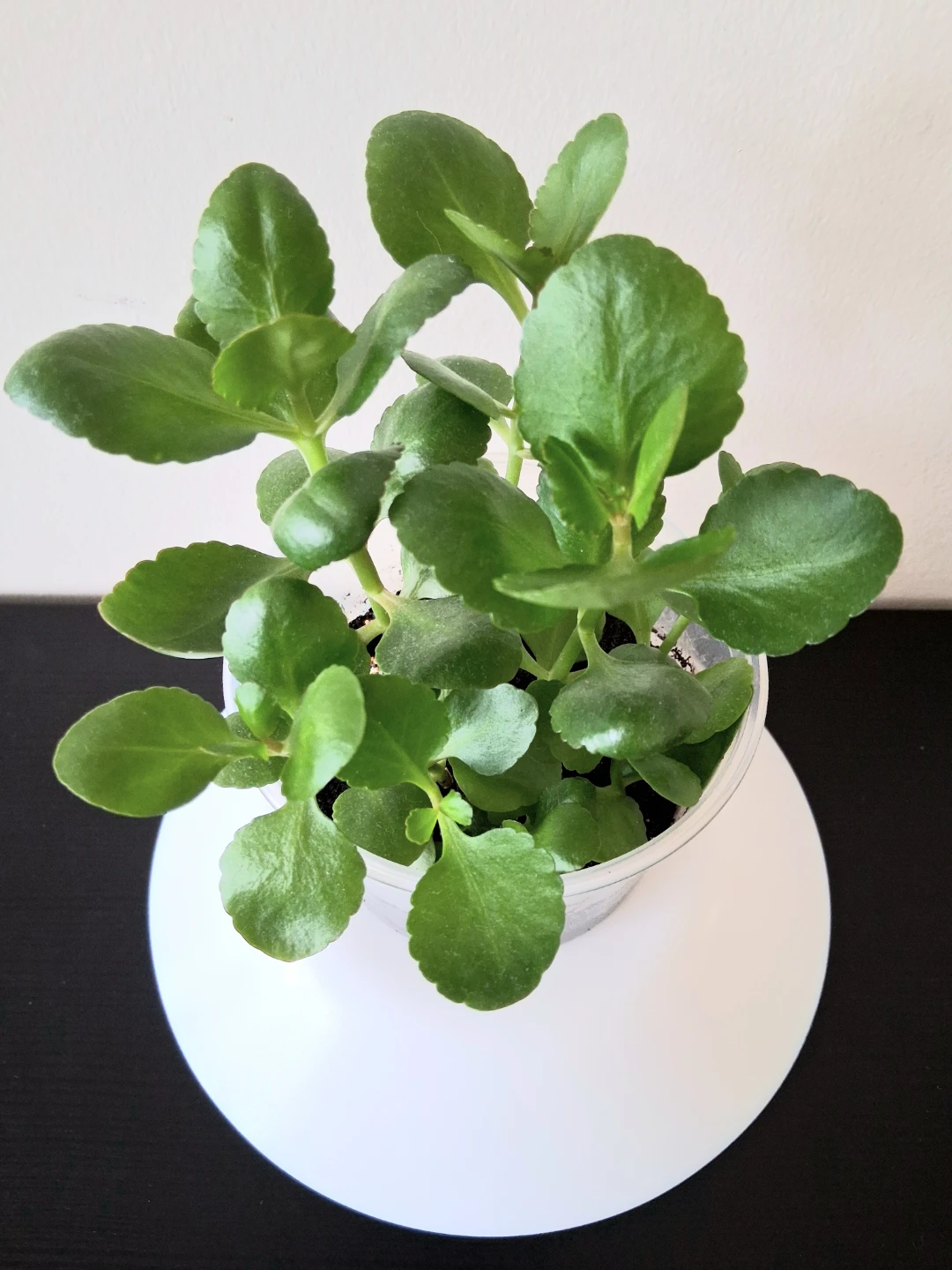 🌱 Kalanchoe ☘️ - photo 2