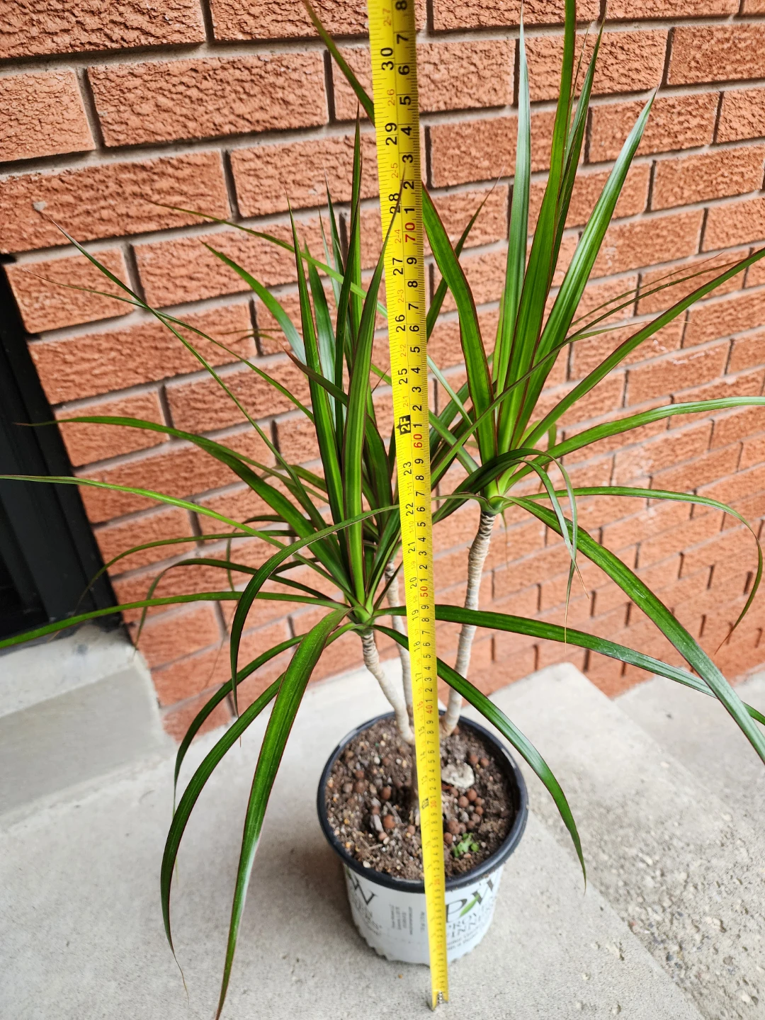 Dracaena Marginata Plant - photo 3