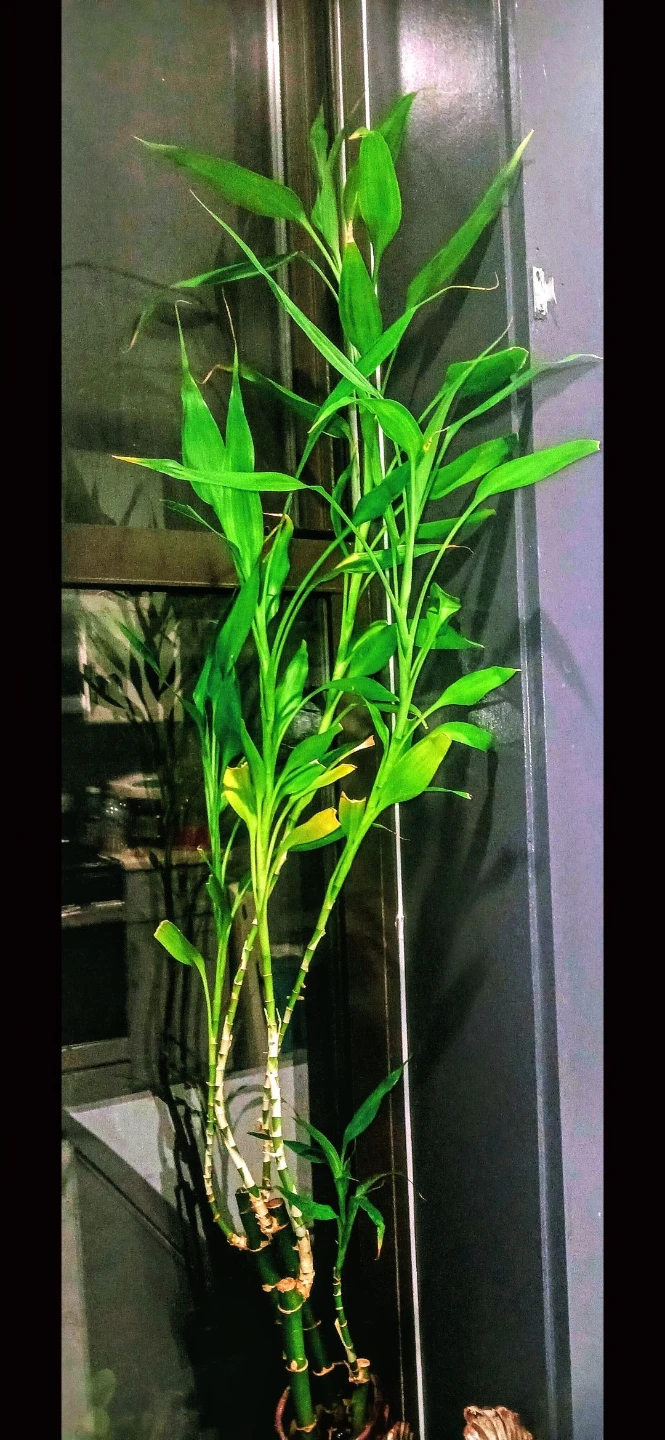Lucky Bamboo Plant in Eagle Planter or money Tree. 125 each 🏈 - photo 3