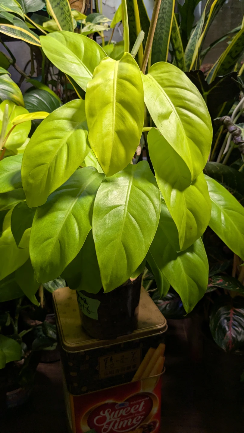 Neon Philodendron Plant
