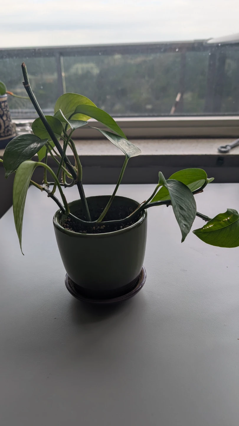 Pothos plant in terracotta pot - photo 3