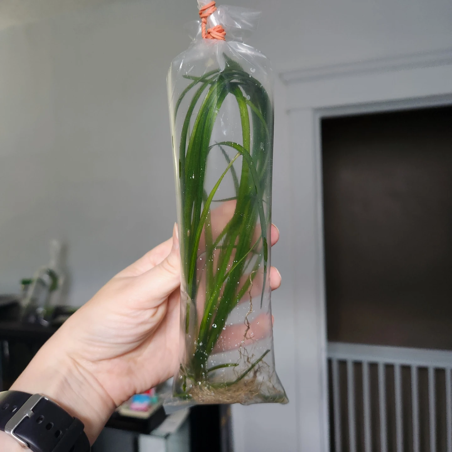 4 healthy  jungle val aquarium plants 10+ inches long - photo 4