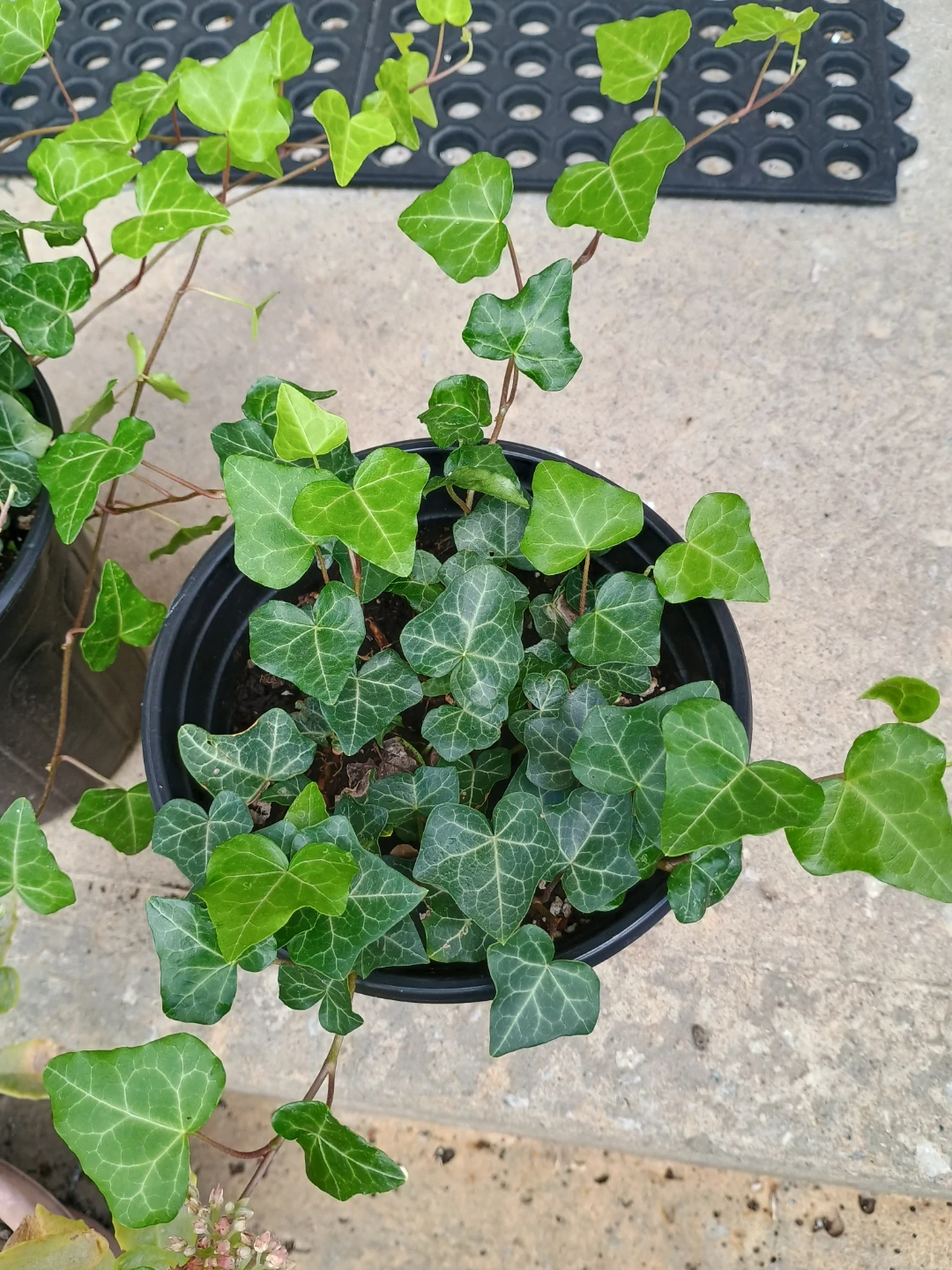 Potted English Ivy Plants - photo 2