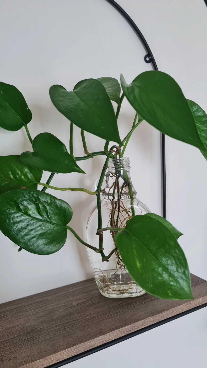 Pothos in glass bottle🌱🌱 - photo 4