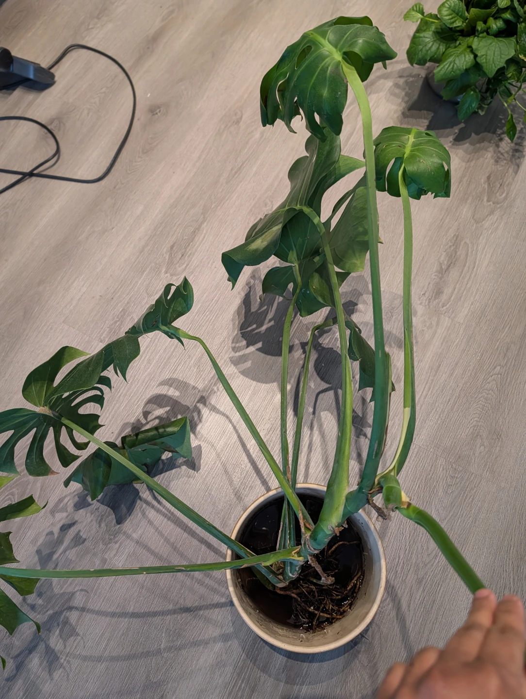House Plants / Monstera