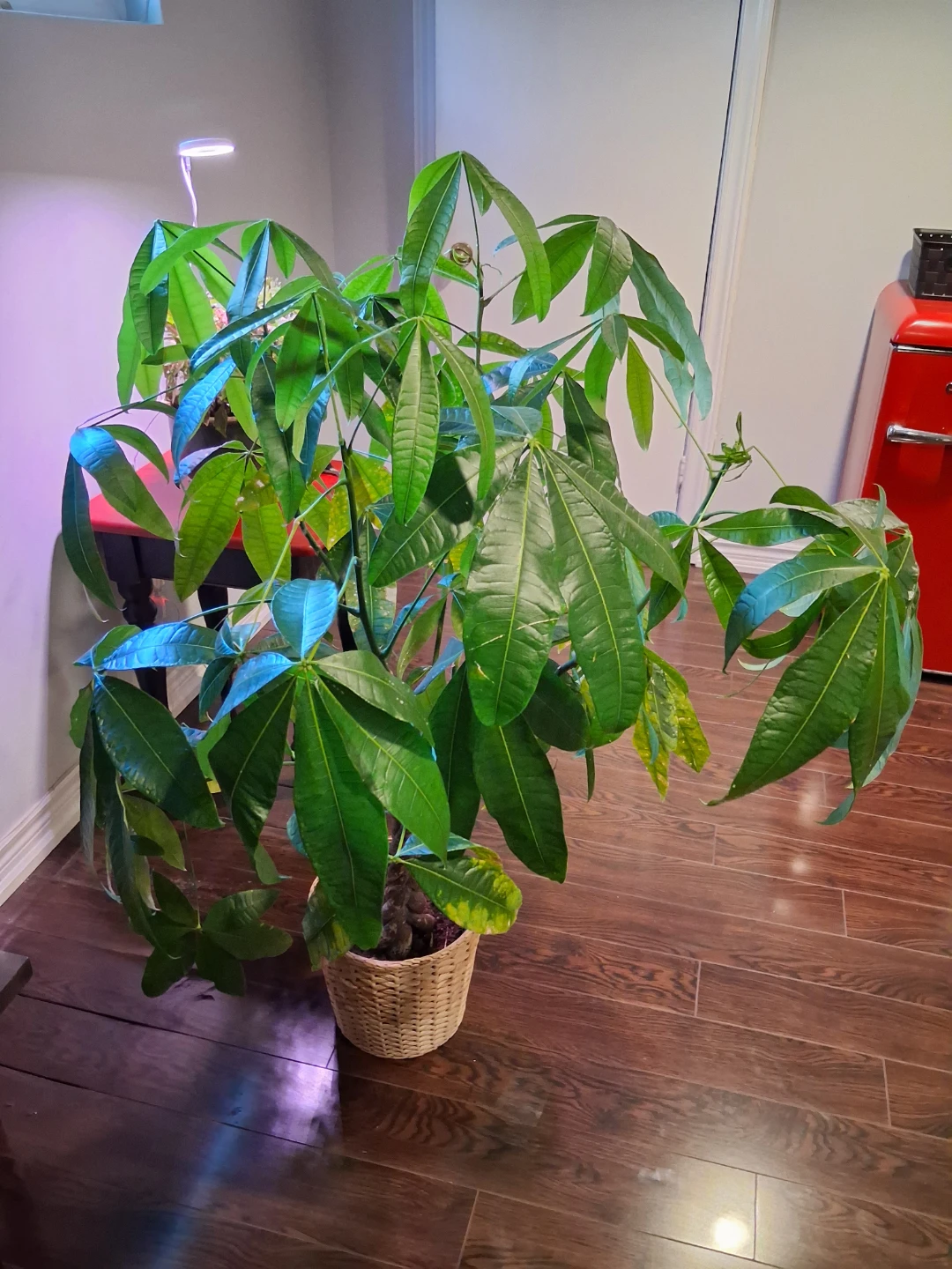 51" Large Braided Money Tree Plant - photo 2