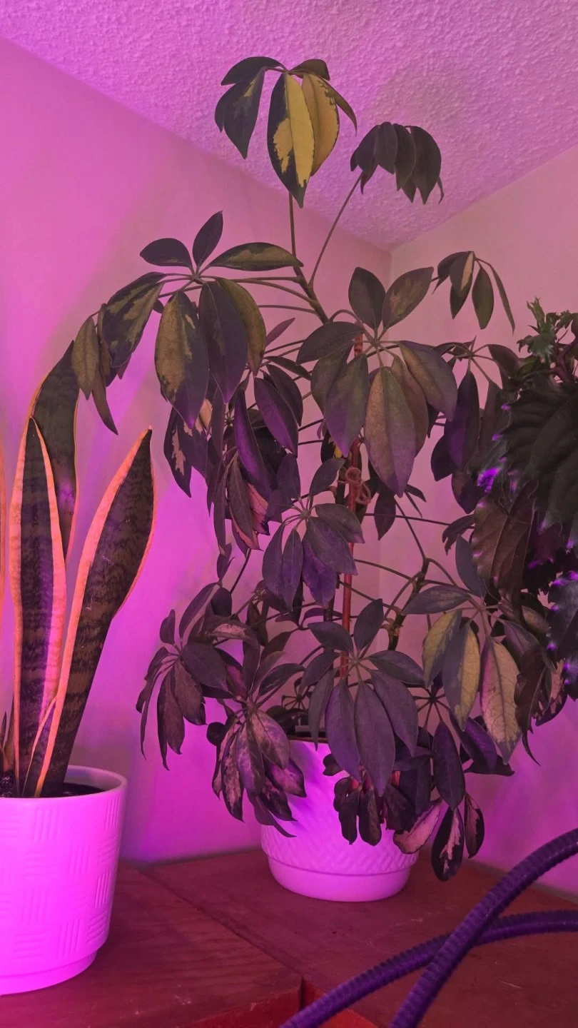Plants! Plants! Plants! See my other ads for more! - photo 2