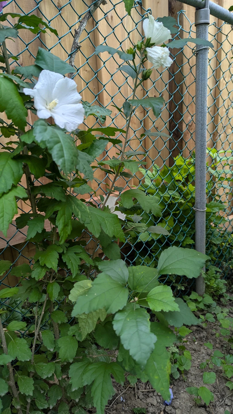 White Rose of Sharon Hibiscus Plant 2.5 ft tall - photo 3