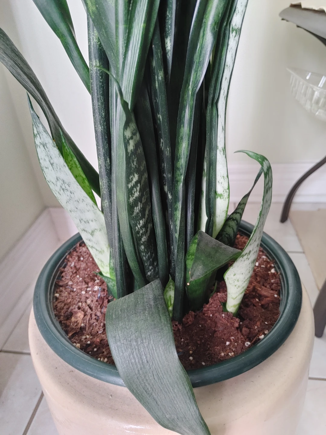 Snake Plant in Green Pot - photo 3