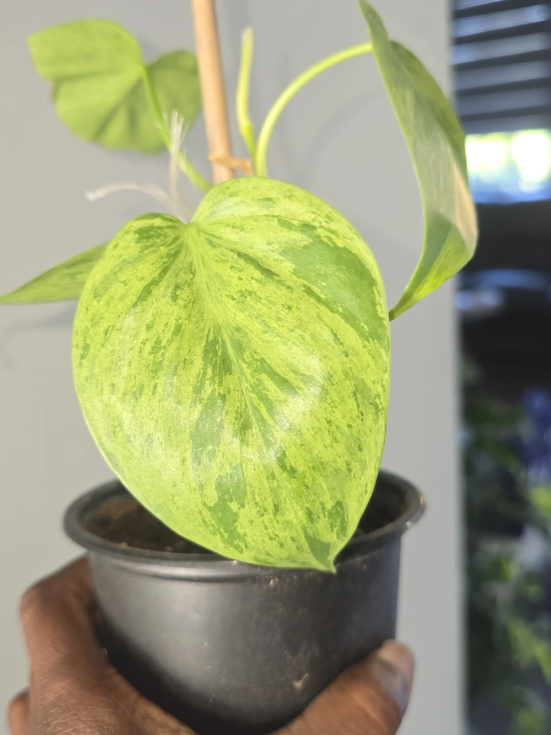 Philodendron heart leaf variegated