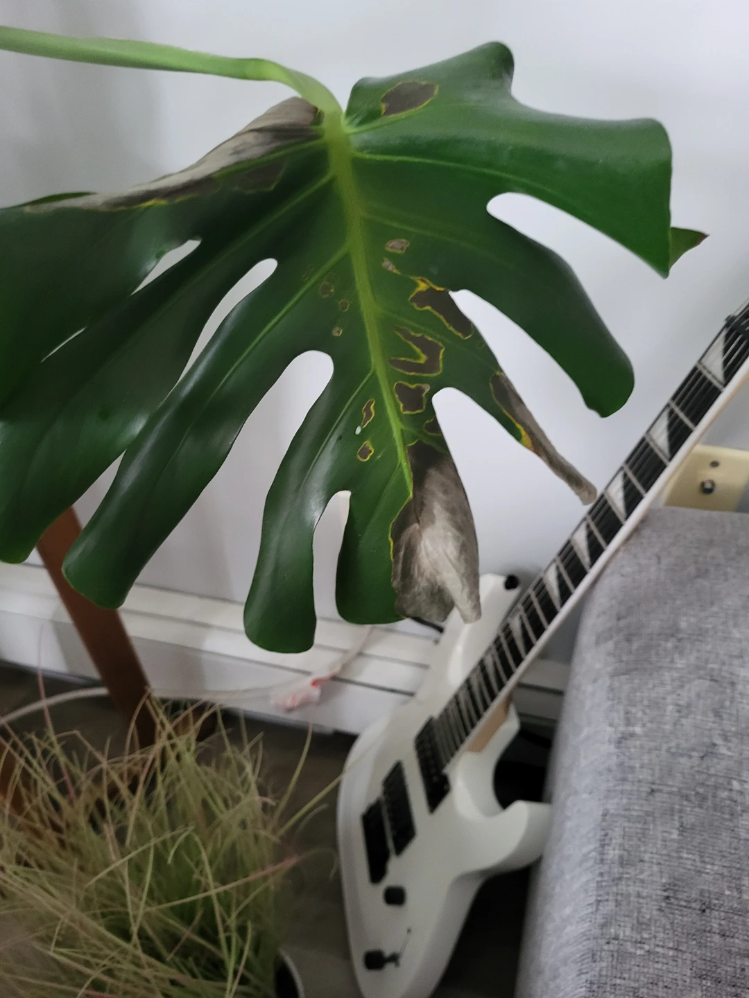Monstera Deliciosa Plant - photo 2