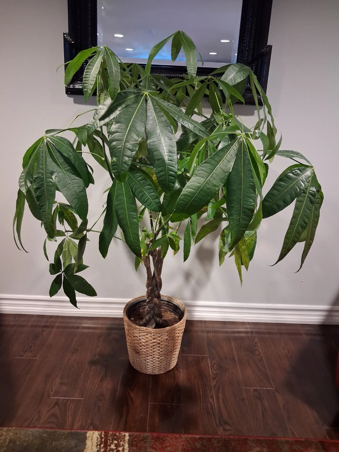 51" Large Braided Money Tree Plant