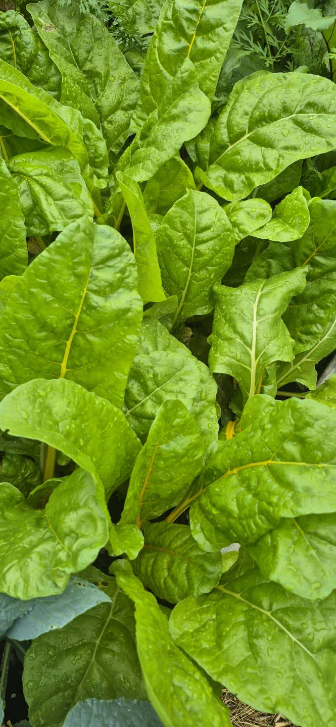 Veggies for sale - photo 4
