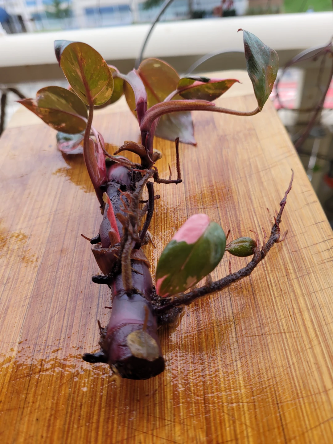 Philodendron Pink Princess Cutting - photo 3