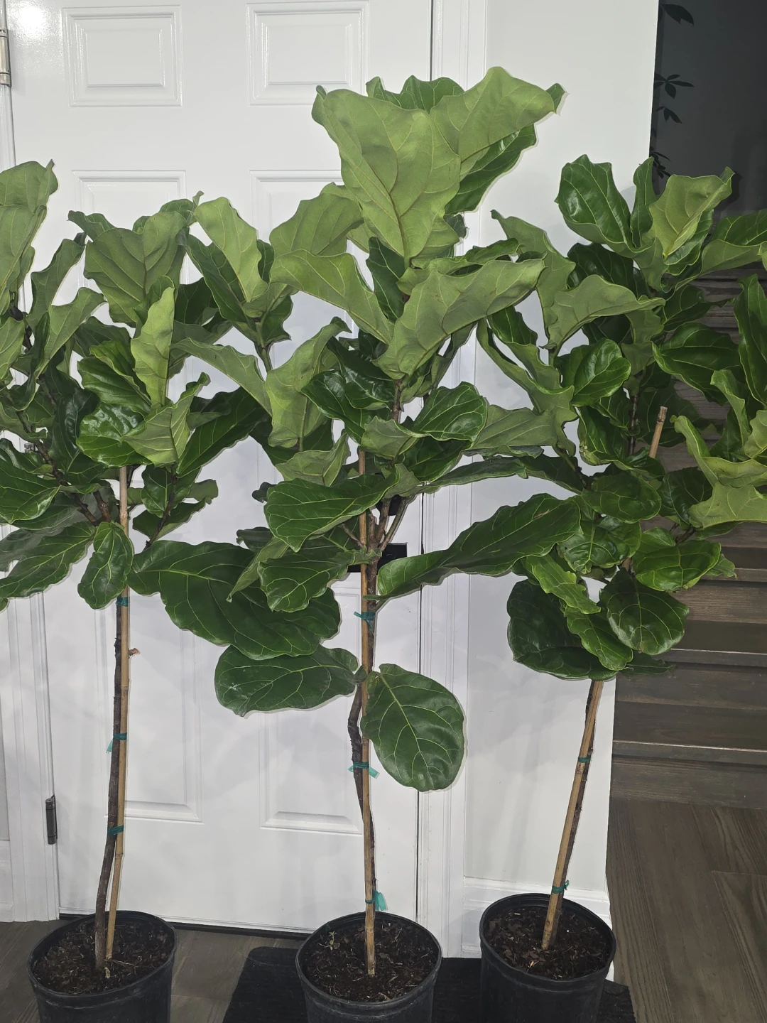 Fiddle Leaf Fig Trees - - photo 3