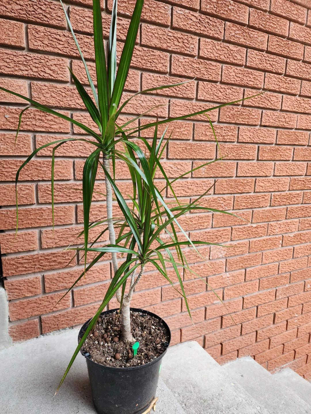 Dracaena Marginata Houseplant