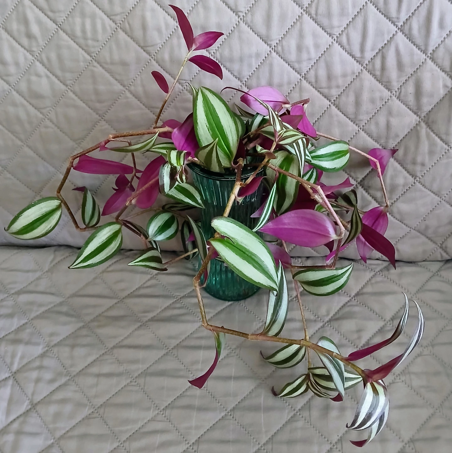 Tradescantia zebrina Cuttings 🏈