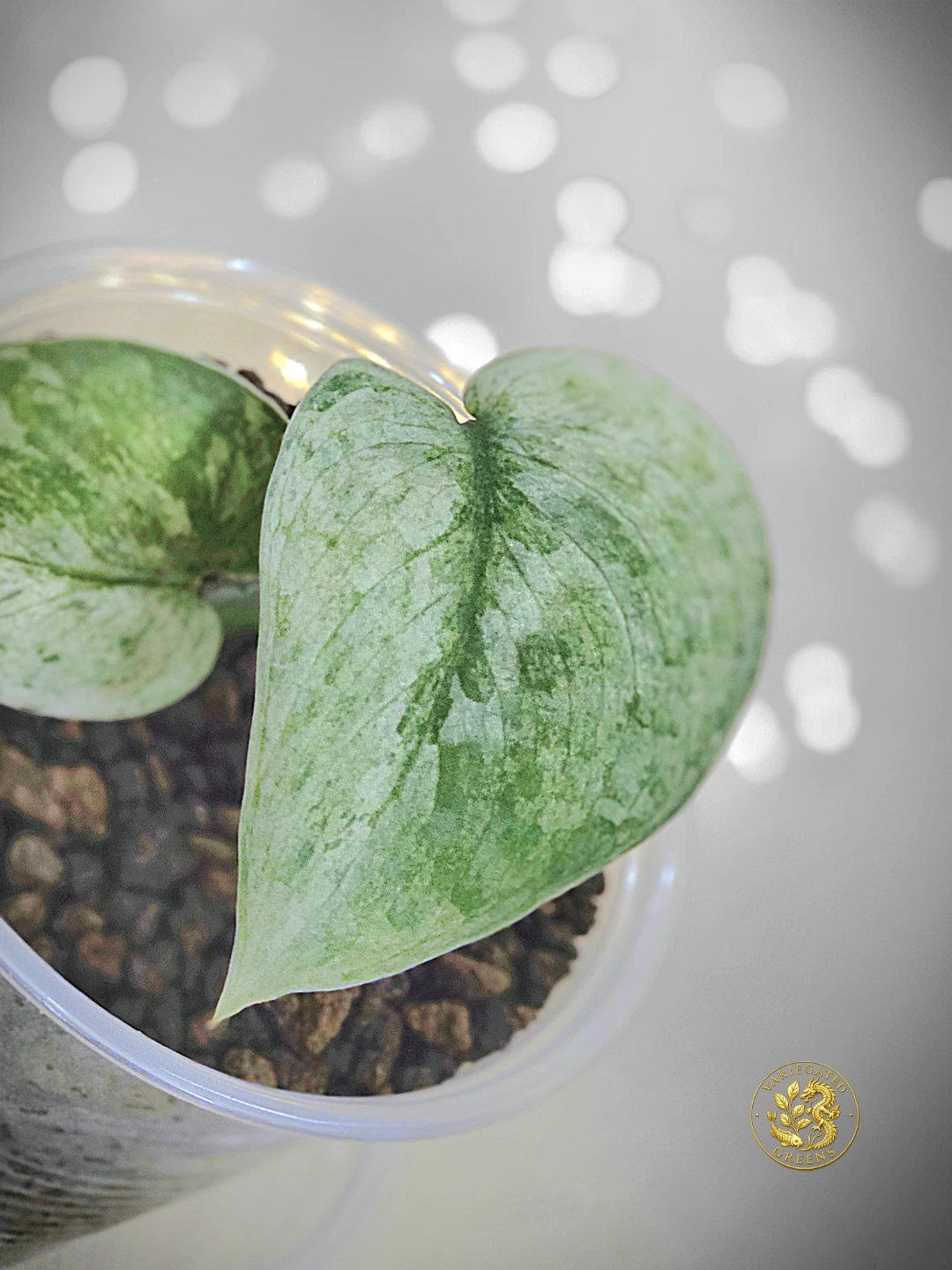 Scindapsus pictus Halimoon "Silver Sonata" - photo 2