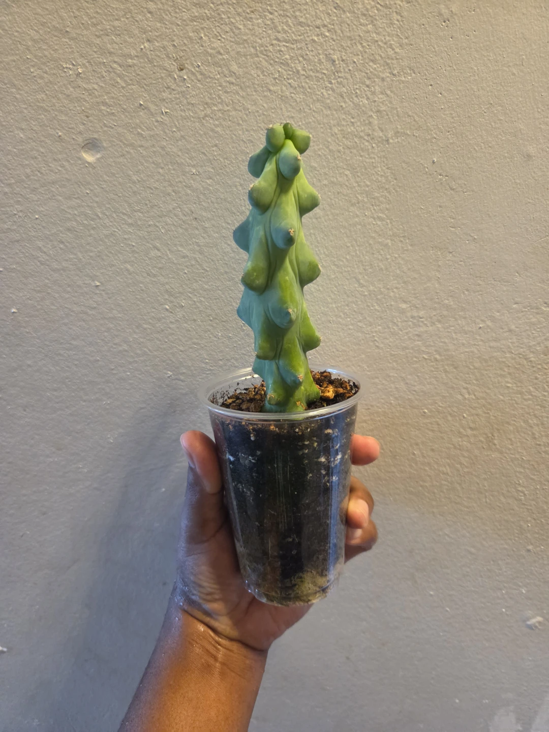 BOOBIE CACTUS IN SOIL ✨️🌵🩷 - photo 3