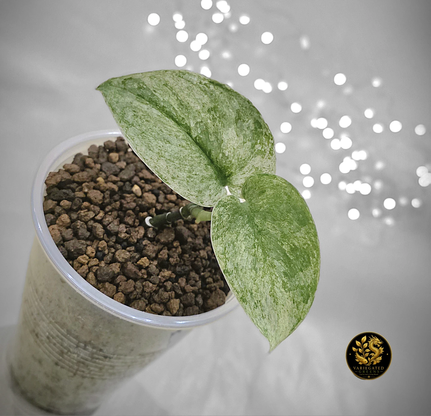 Scindapsus pictus Halimoon "Reflective Tide"