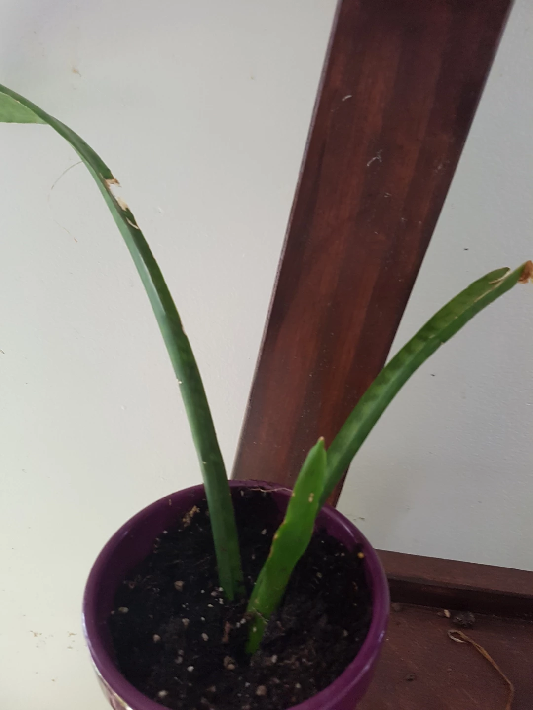 Snake plant in purple pot - photo 2
