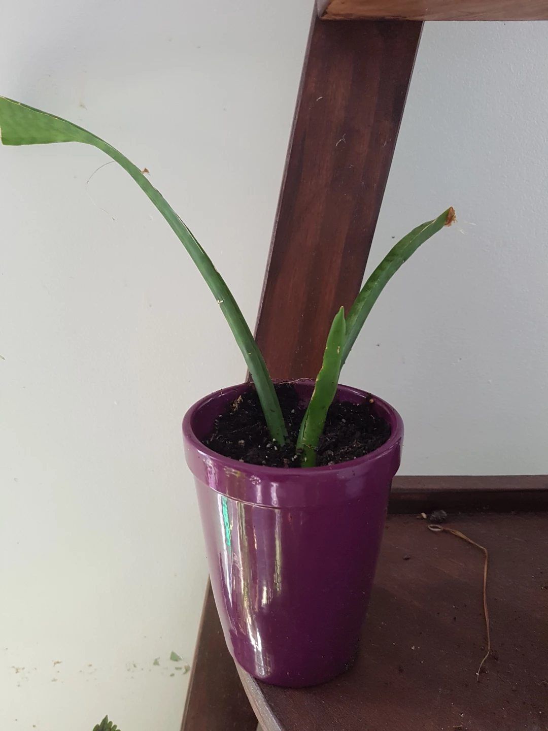 Snake plant in purple pot - photo 3