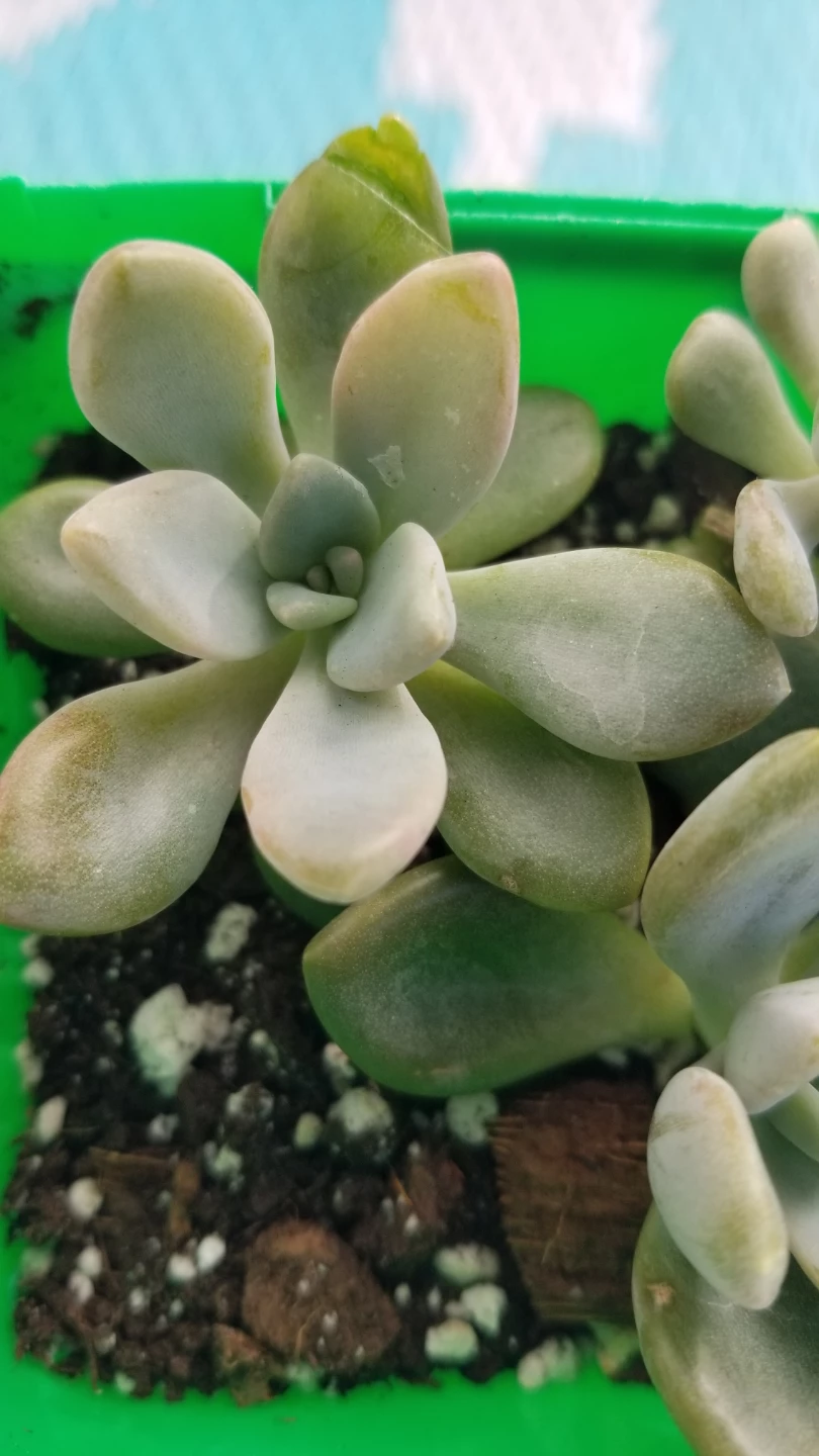 Succulent  Plant - photo 4