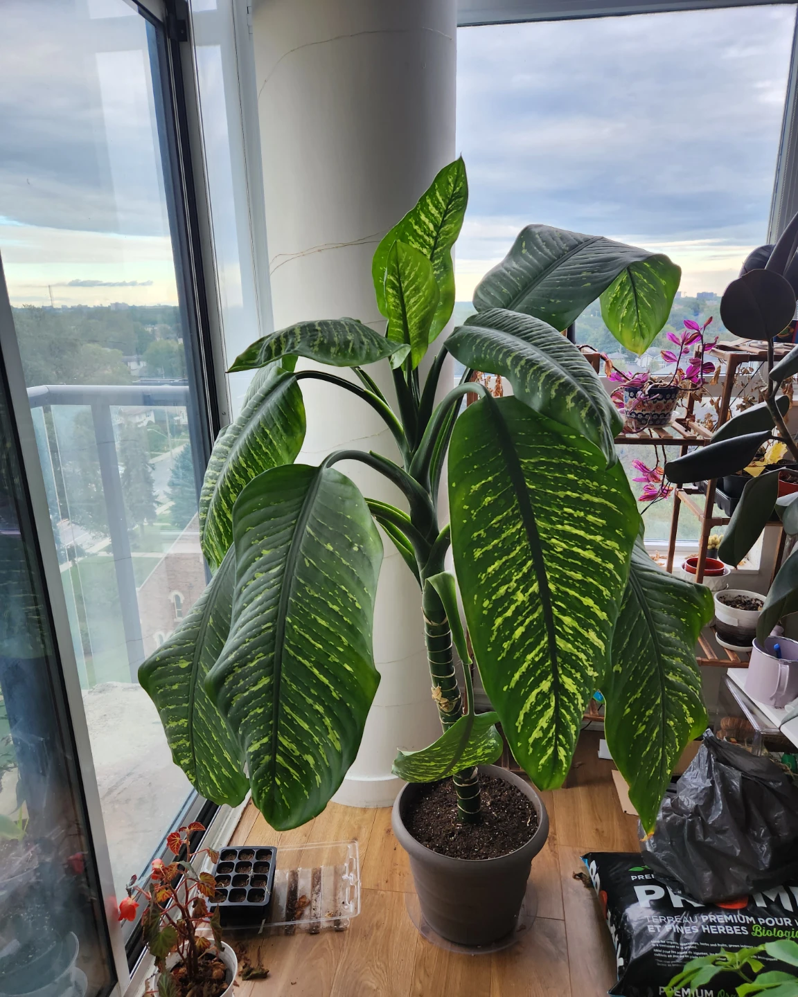 Large Dieffenbachia Houseplant