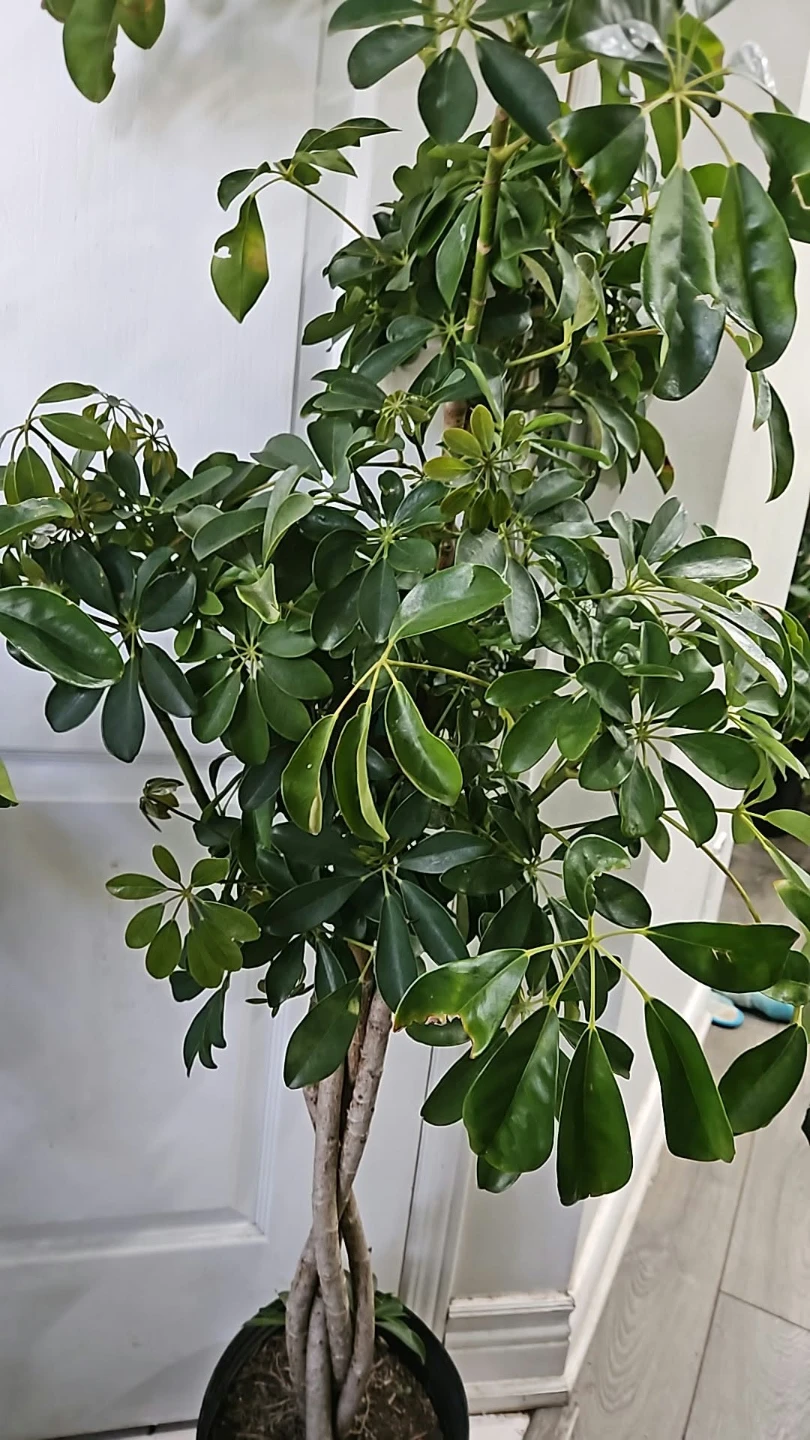 Large Braided Trunk Schefflera Plant🏈