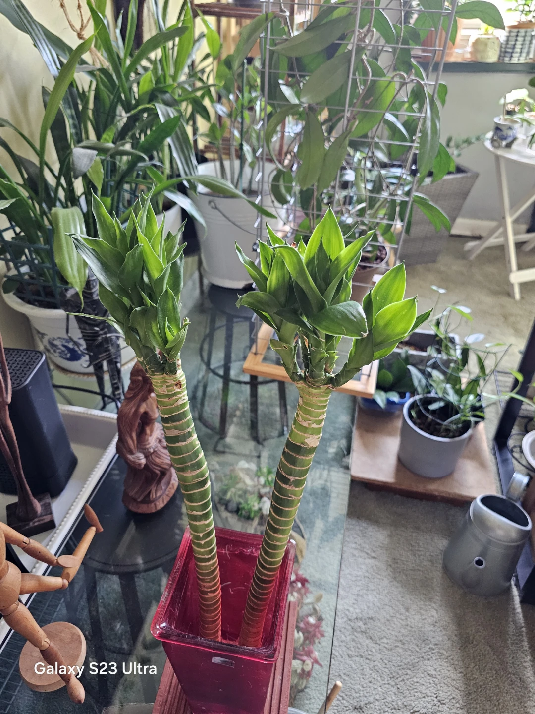 Lucky Bamboo Plant Set