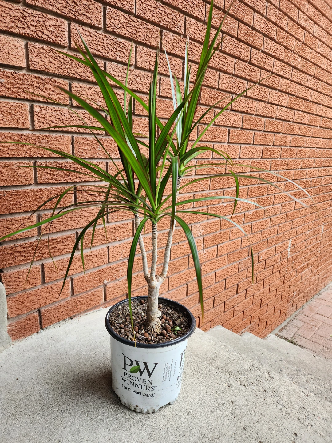 Dracaena Marginata Plant - photo 2