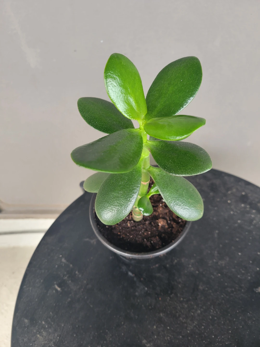 Healthy jade plant - photo 3