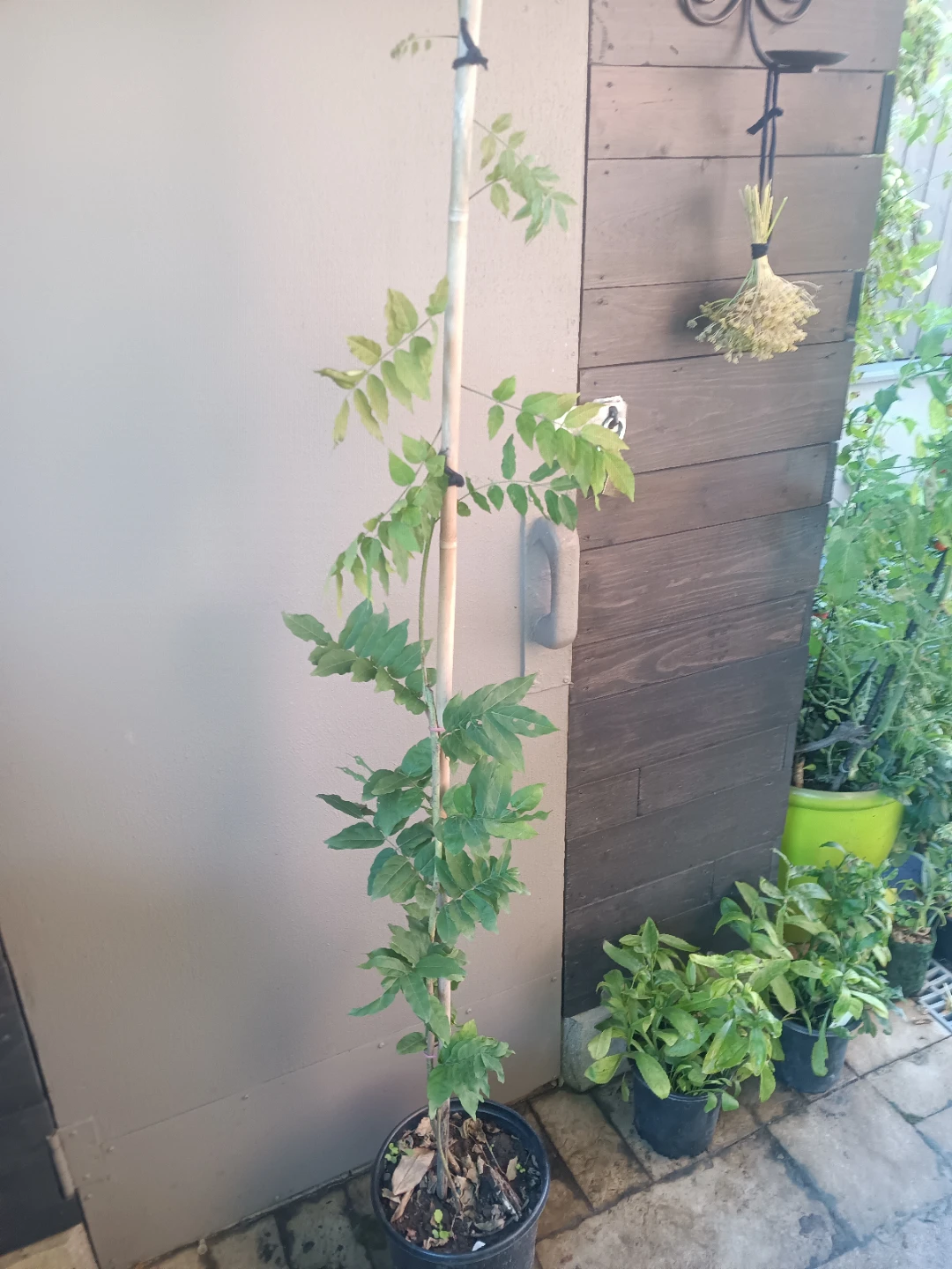 Wisteria Plant - photo 3