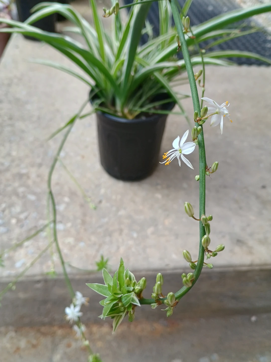 Variegated Spider Plant - photo 2
