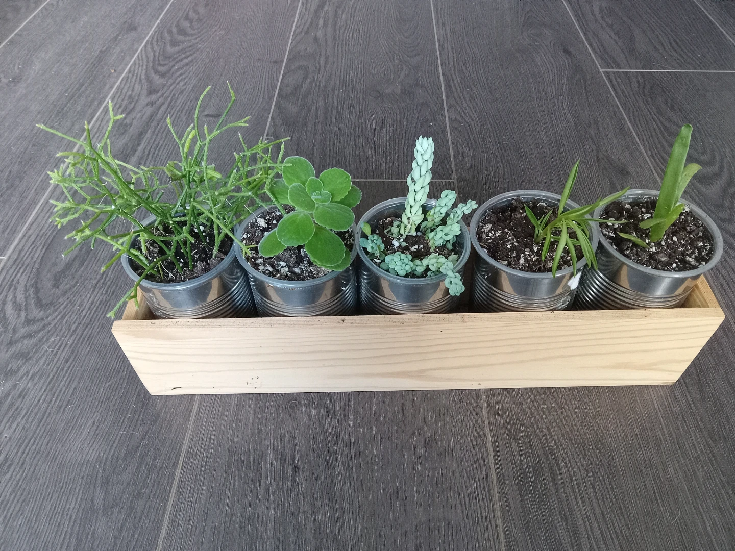 Five Succulents in Tin Cans with Wooden Planter