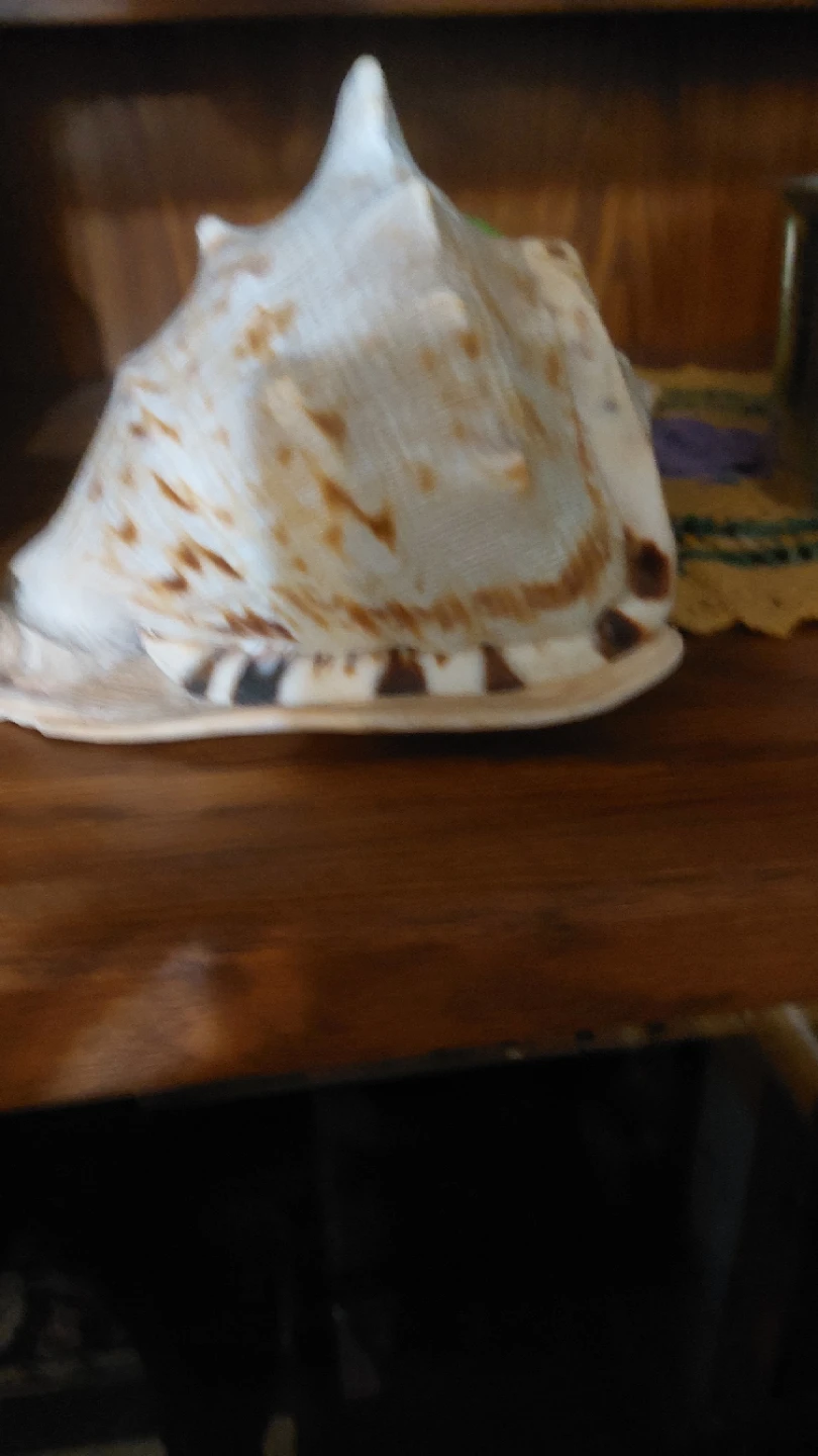 Decorative Seashells and conch shells - photo 2
