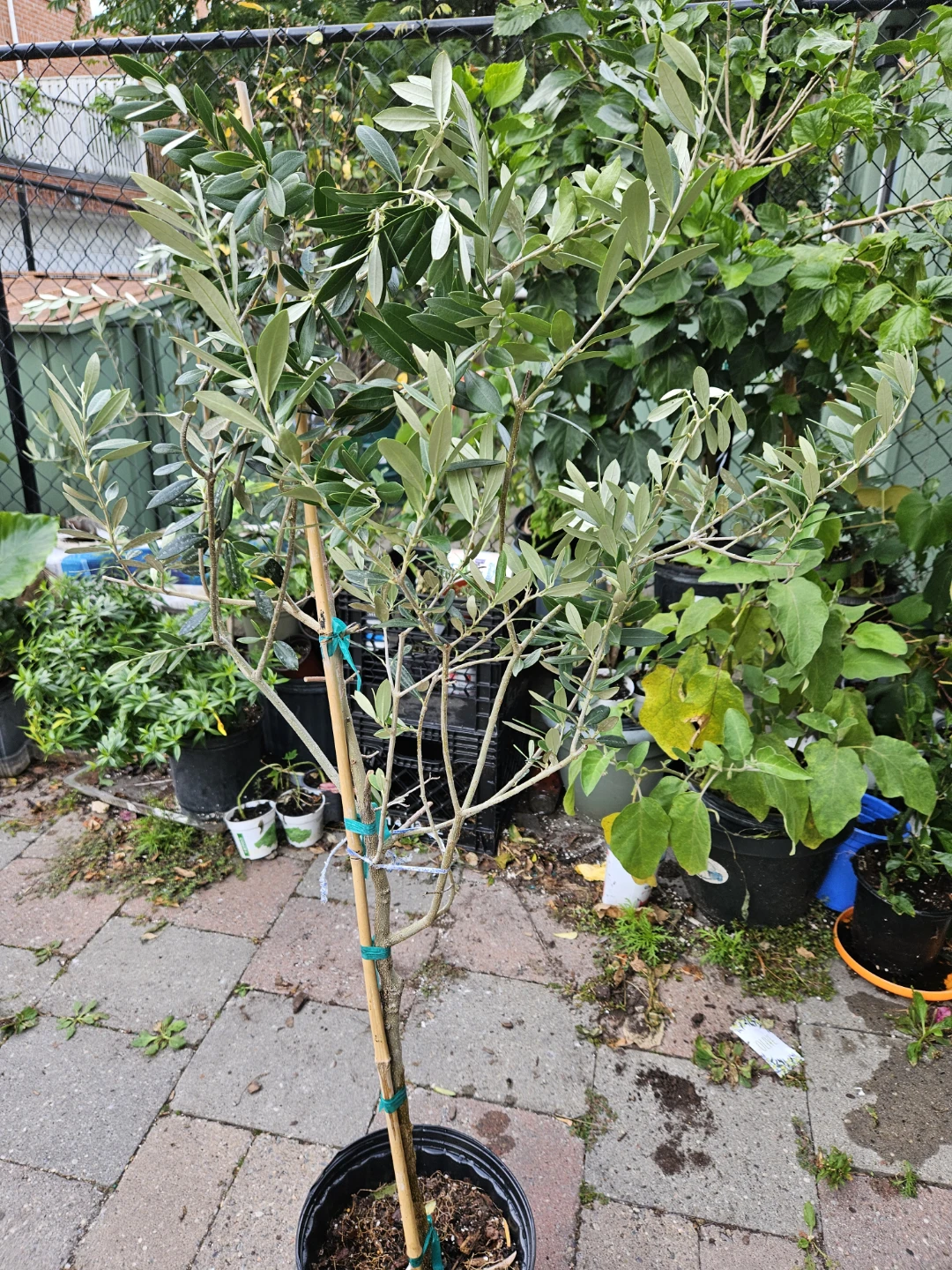 Potted Olive Tree Standard