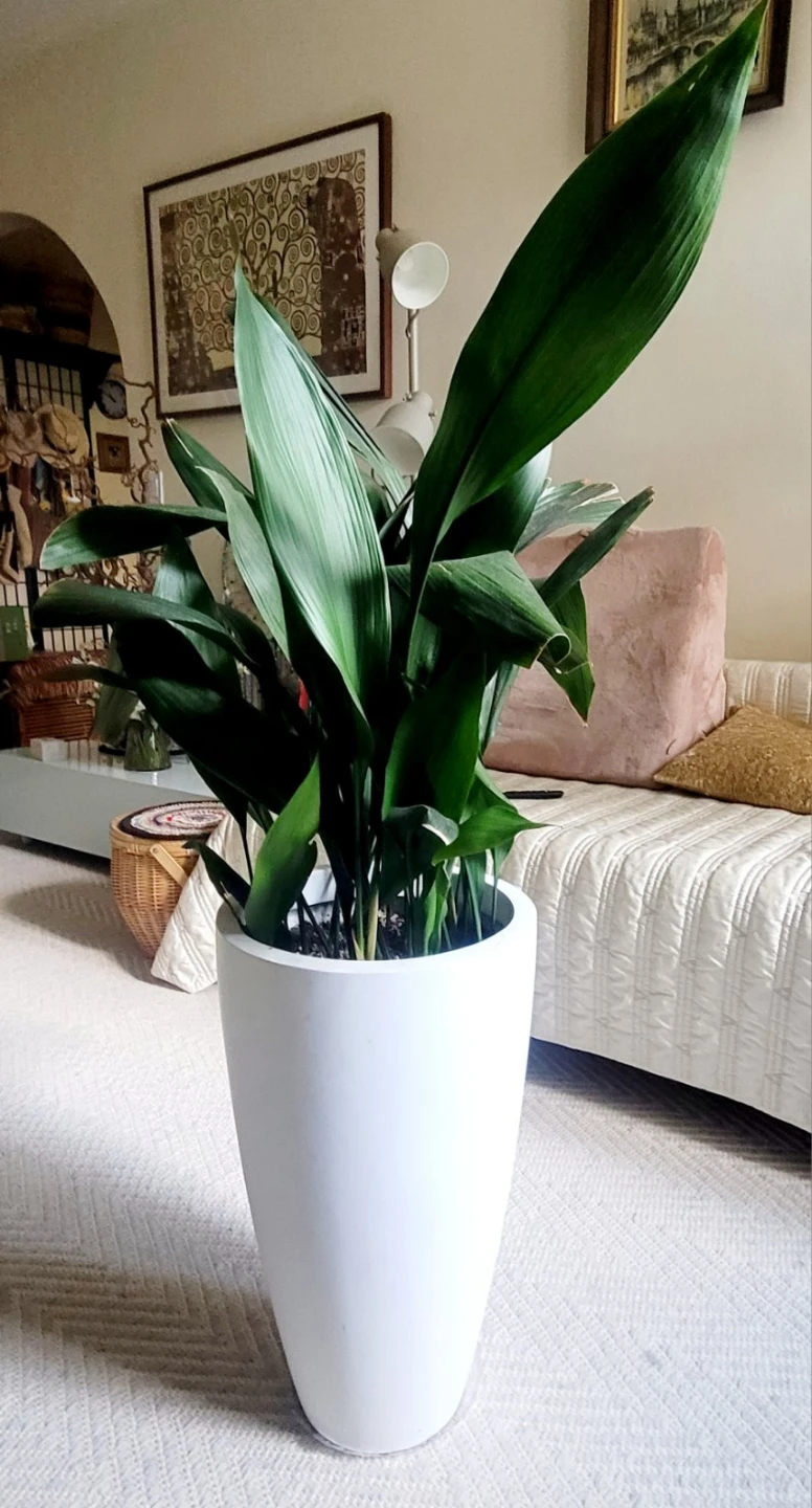 Cast Iron Plant in White Planter - photo 3