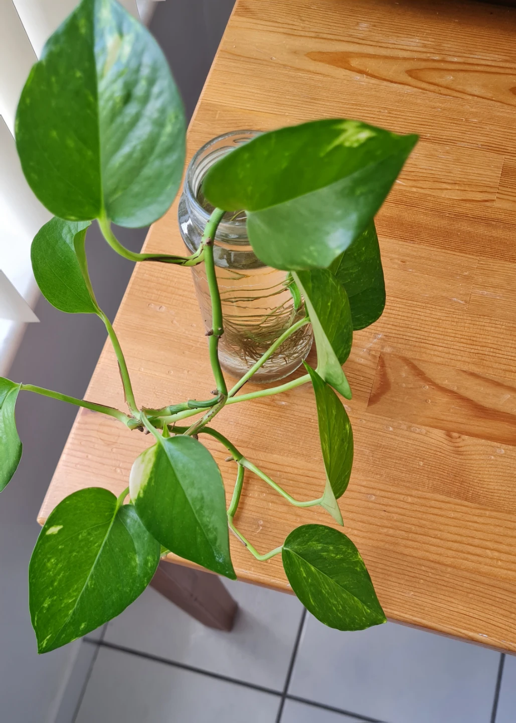 Healthy Golden Pothos Rooted in water! 🌱🌱 - photo 2