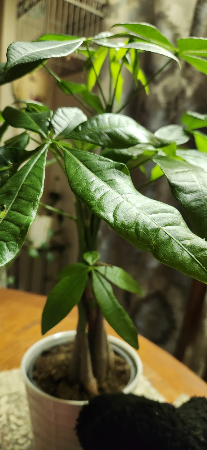 Pachira Aquatica Money Tree Plant🏈
