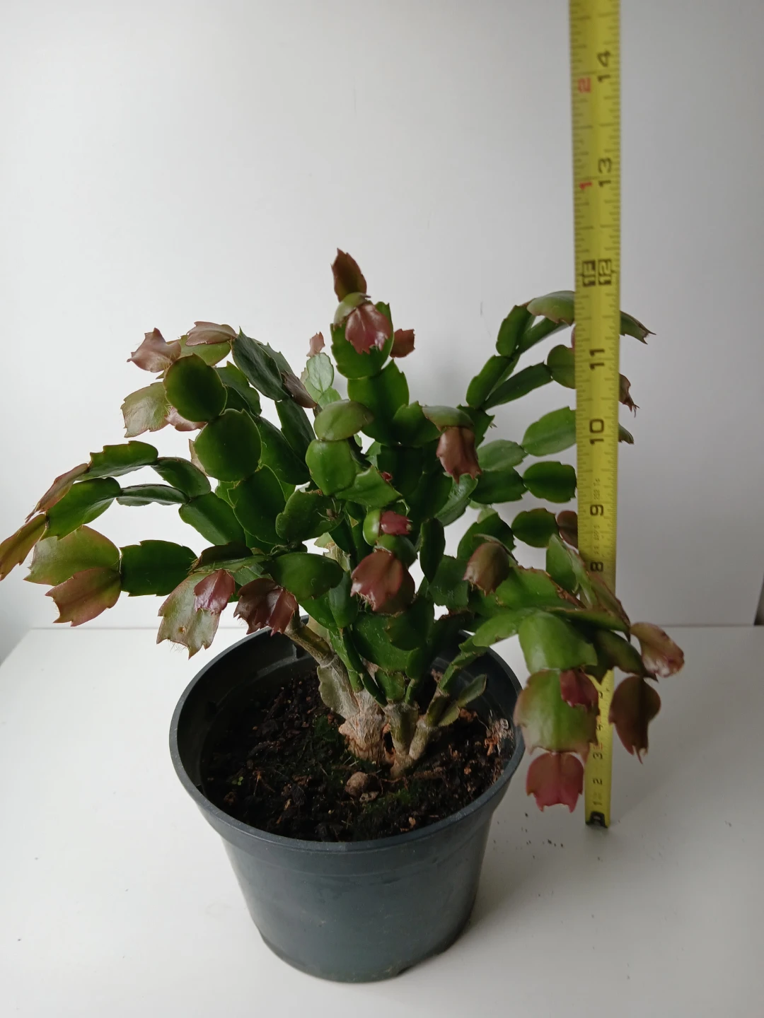 Christmas Cactus Plant in 6" Pot. Fixed price. - photo 3
