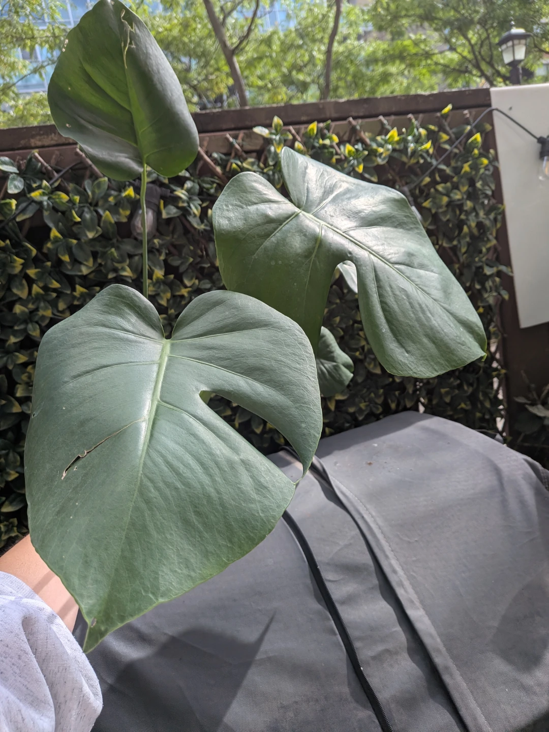 🌿Monstera Deliciosa Plant - photo 4