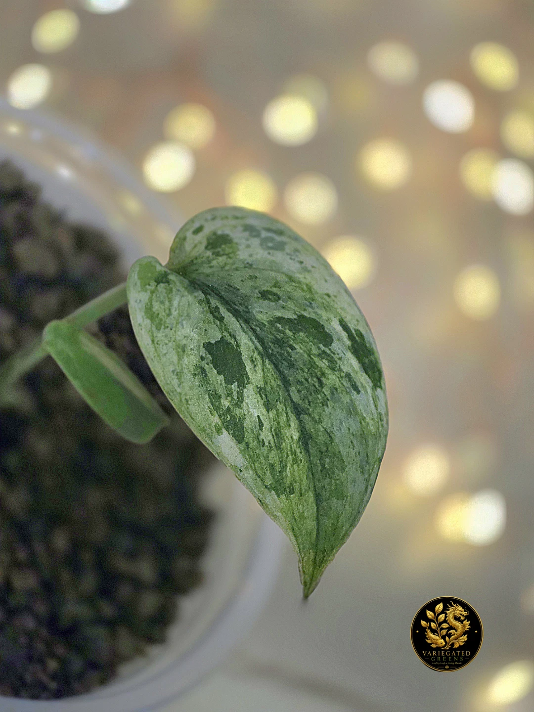 Scindapsus Halimoon "Stellar Illumination"