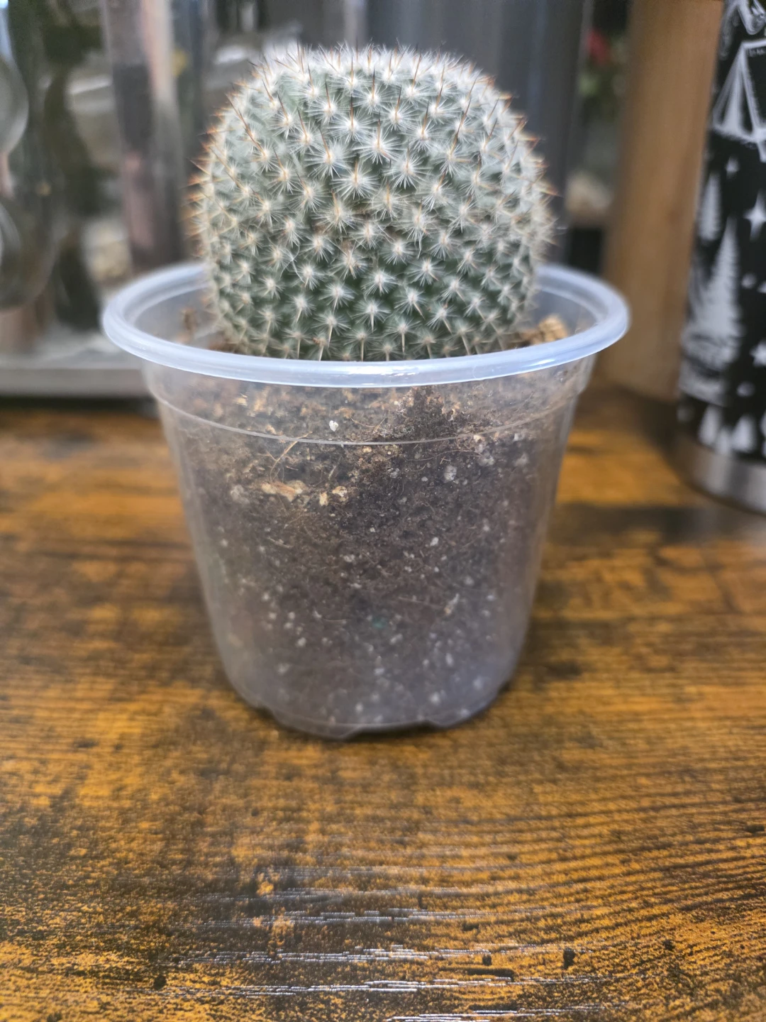 Small Round Cactus - photo 2